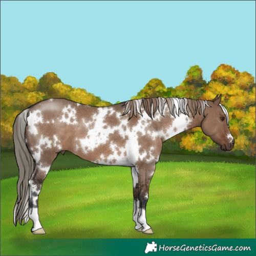 Horse Color:White Spotted Liver Red Dun