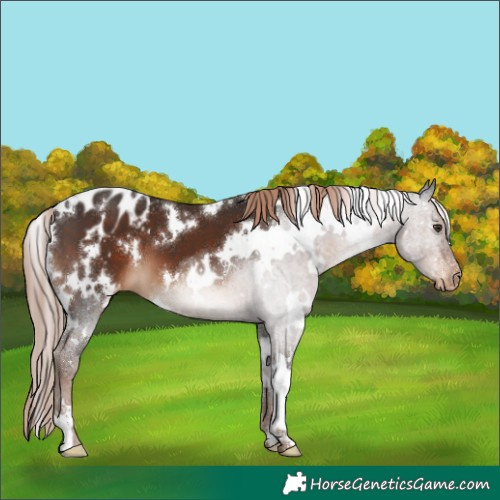 Horse Color:White Spotted Liver Chestnut Blanket