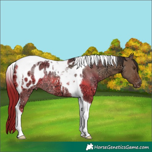 Horse Color:Liver Red Dun Ice Tobiano Appaloosa Rabicano