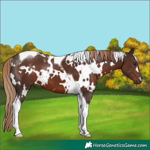 Horse Color:White Spotted Liver Chestnut Tobiano