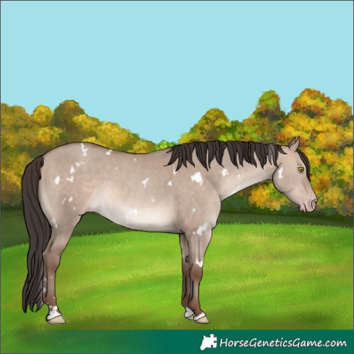 Horse Color:White Spotted Sable Champagne Dun 