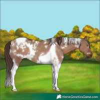 Horse Color:White Spotted Liver Red Dun Tobiano Rabicano 