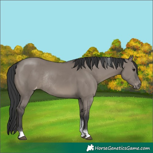 Horse Color:Grullo Tobiano Appaloosa Rabicano