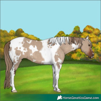 Horse Color:White Spotted Liver Red Dun Tobiano