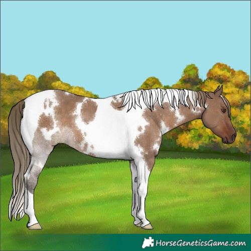 Horse Color:White Spotted Liver Red Dun Tobiano