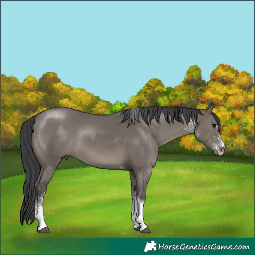 Horse Color:White Spotted Grullo Tobiano Rabicano 