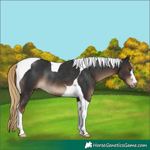 Horse Color:Liver Chestnut Tobiano Rabicano