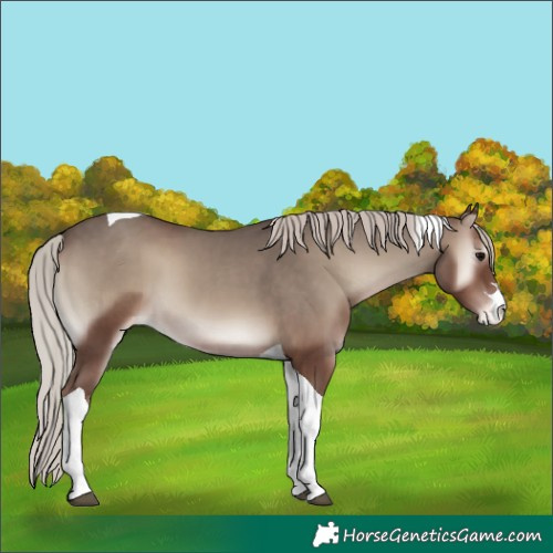 Horse Color:Silver Blue Onyx Tobiano Appaloosa 