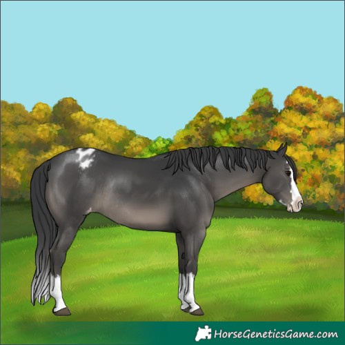 Horse Color:Black Splash Appaloosa Rabicano