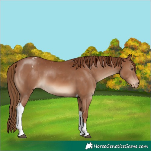 Horse Color:Chestnut Tobiano Appaloosa