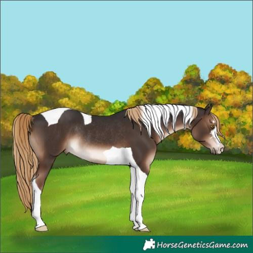 Horse Color:Liver Chestnut Tobiano Rabicano 