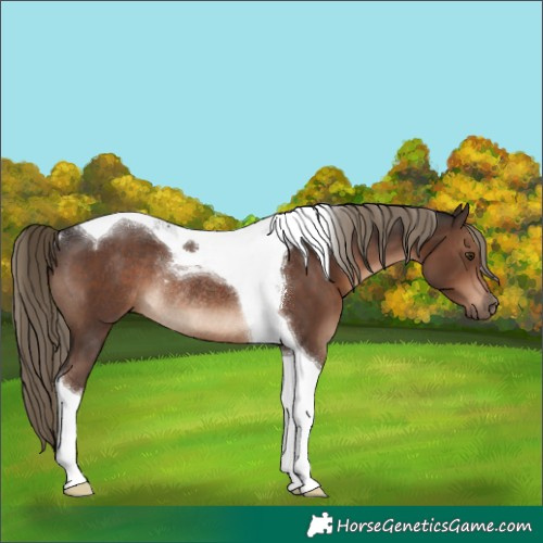 Horse Color:Liver Chestnut Tobiano Rabicano 