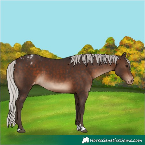 Horse Color:Silver Brown Appaloosa