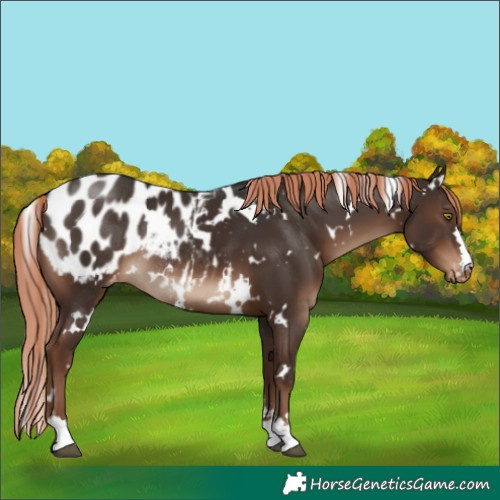 Horse Color:White Spotted Liver Chestnut Near Leopard Rabicano 