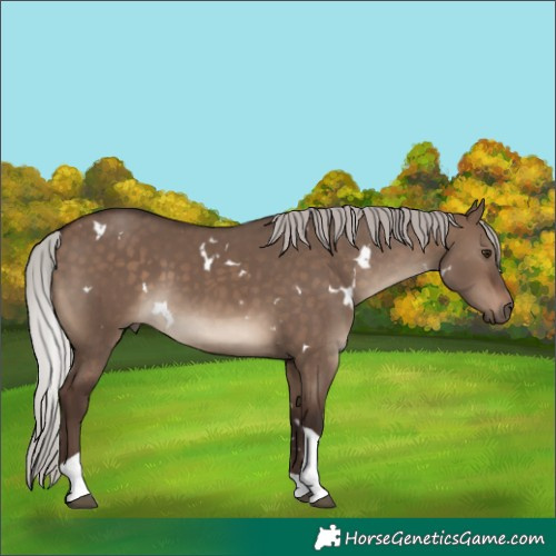 Horse Color:White Spotted Silver Brown Dun Tobiano Rabicano