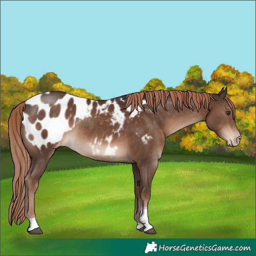 Horse Color:Liver Chestnut Tobiano Appaloosa Rabicano
