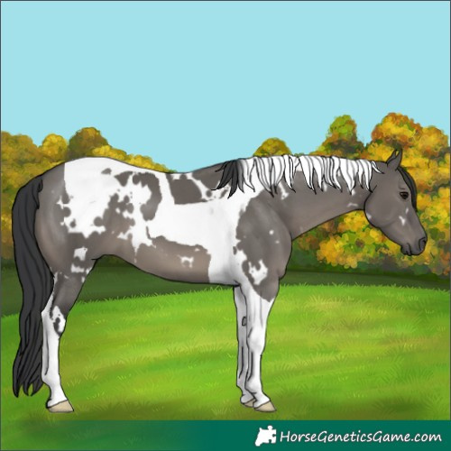 Horse Color:White Spotted Grullo Tobiano 