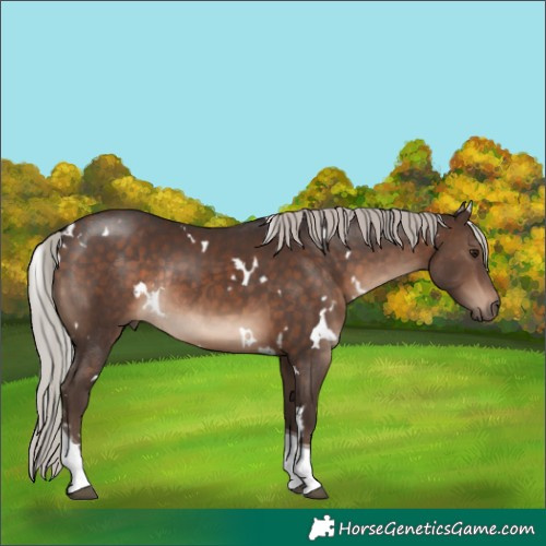Horse Color:White Spotted Silver Brown Tobiano Rabicano