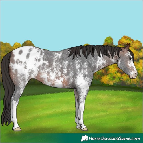 Horse Color:Brown Sabino Blanket