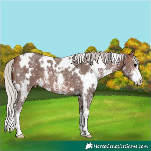 Horse Color:White Spotted Silver Brown Sabino