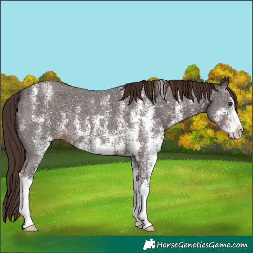 Horse Color:Liver Chestnut Sabino