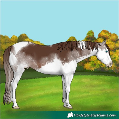 Horse Color:Liver Chestnut Splash Tobiano