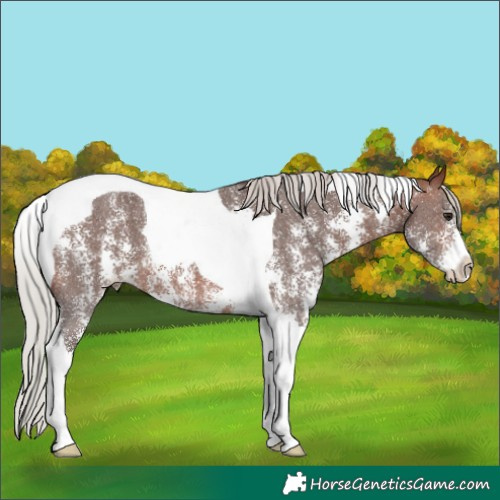 Horse Color:Silver Brown Sabino Tobiano