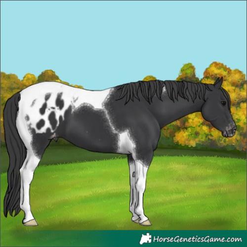 Horse Color:Black Tobiano Appaloosa