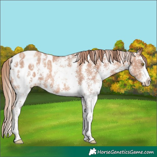 Horse Color:Gold Champagne Sabino Blanket