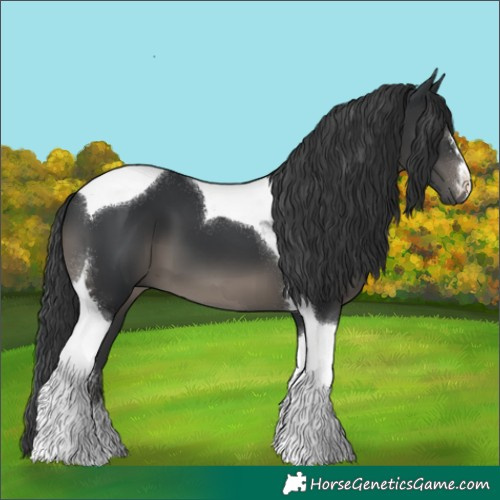 Horse Color:Black Tobiano 