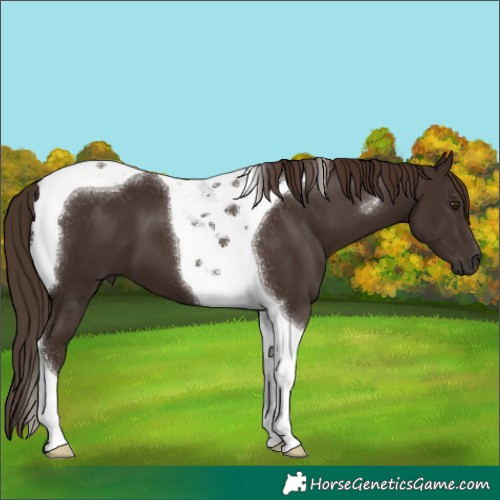 Horse Color:Liver Chestnut Tobiano