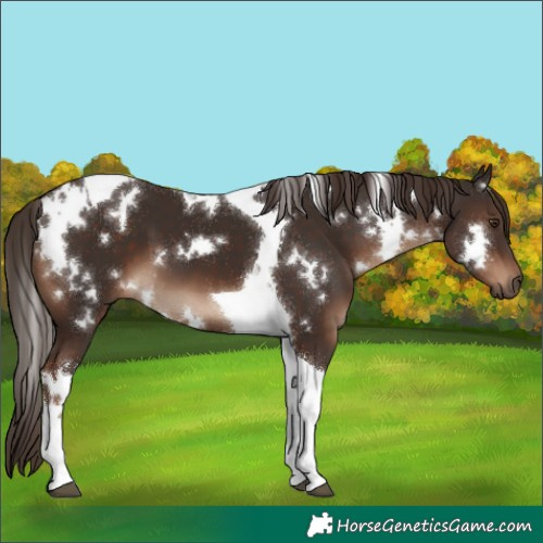 Horse Color:White Spotted Liver Chestnut Tobiano 