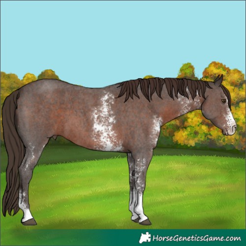 Horse Color:Liver Chestnut Sabino