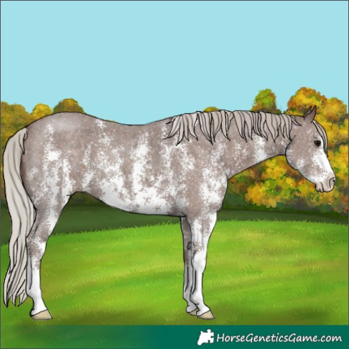Horse Color:Silver Black Sabino 