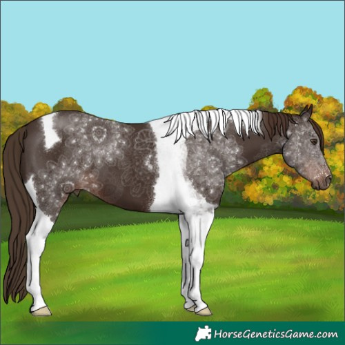 Horse Color:Liver Chestnut Tobiano 