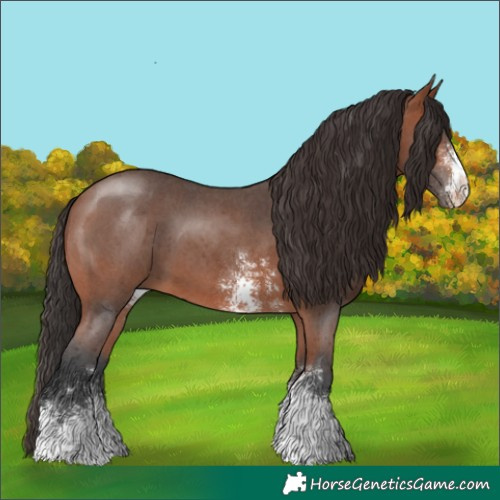 Horse Color:Bay Sabino 