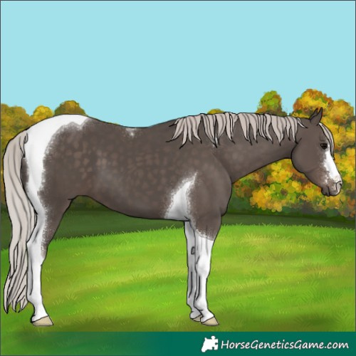 Horse Color:Silver Black Tobiano
