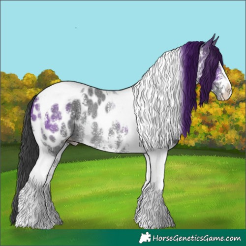 Horse Color:Black Sabino Tobiano Appaloosa Rabicano