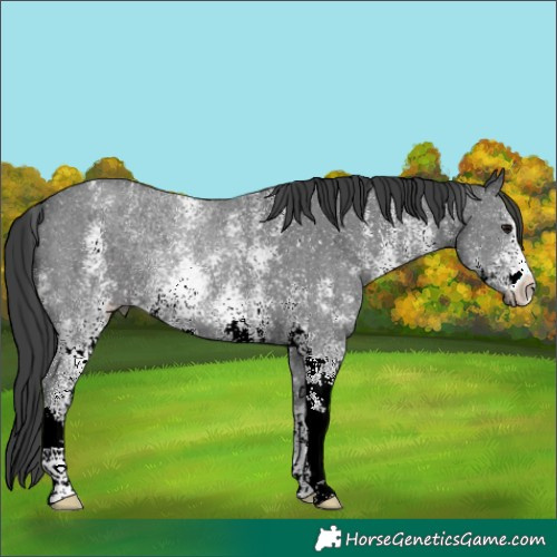 Horse Color:Black Sabino