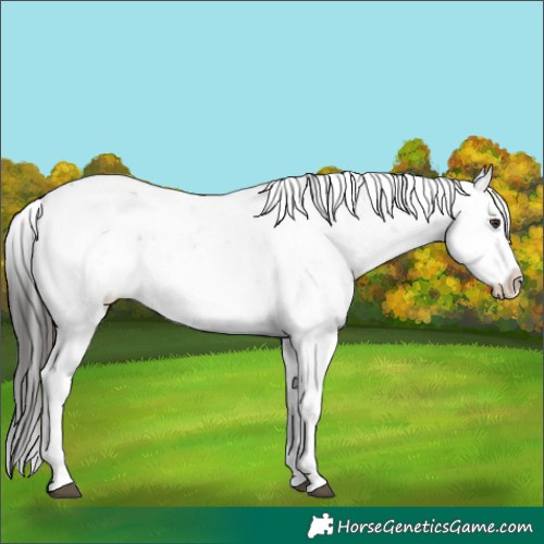 Horse Color:Liver Red Dun Sabino 