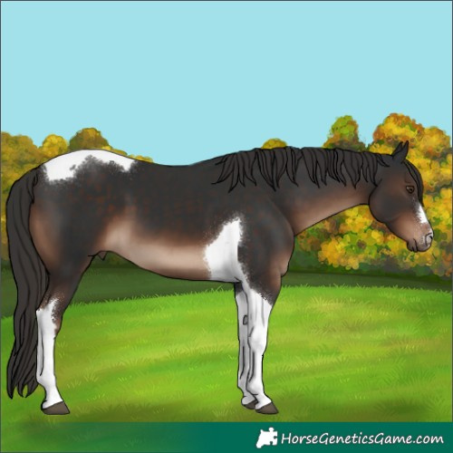 Horse Color:Liver Chestnut Tobiano 