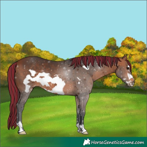 Horse Color:Painted Bay Frame Rabicano