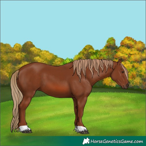 Horse Color:Unknown 