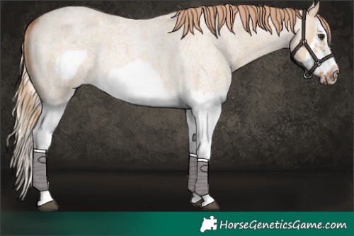 Horse Color:Red Dun Roan Splash Frame Rabicano 