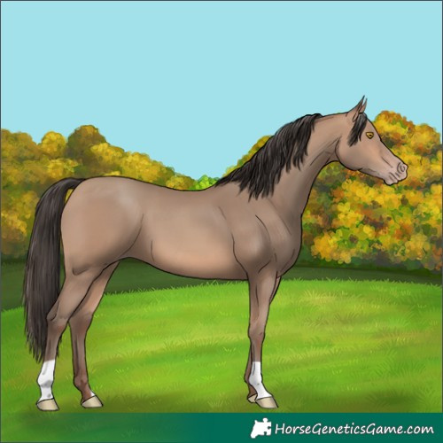 Horse Color:Amber Champagne 