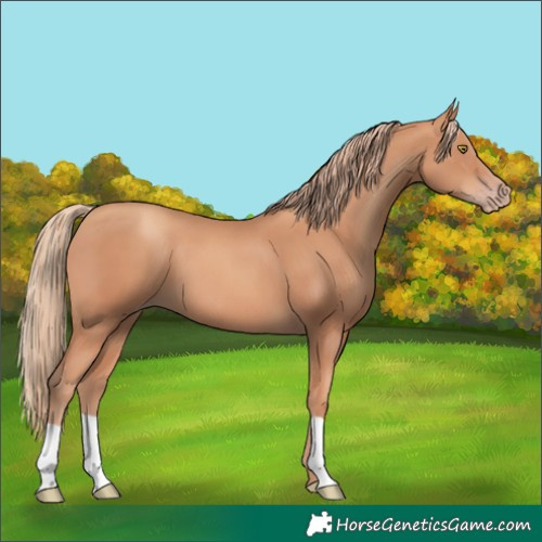Horse Color:Gold Champagne 