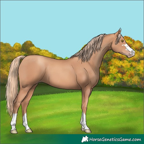 Horse Color:Gold Champagne 