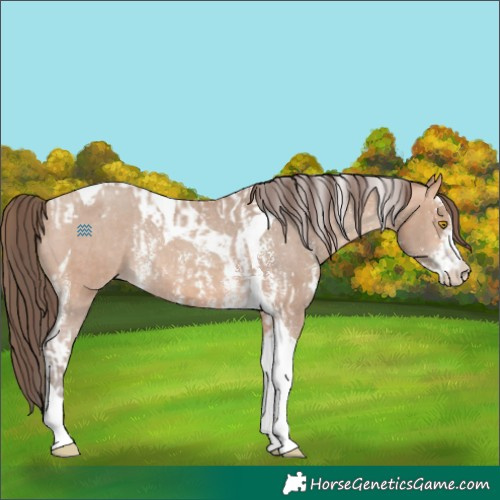 Horse Color:Amber Champagne Sabino Tobiano Appaloosa and Amber Champagne Sabino Tobiano Appaloosa