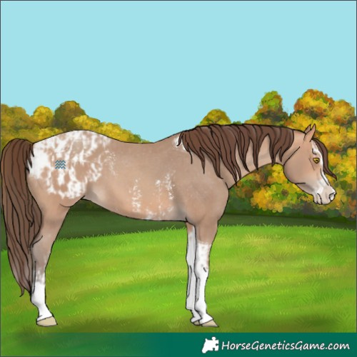 Horse Color:Amber Champagne Sabino Tobiano Appaloosa and Amber Champagne Sabino Splash Tobiano Appaloosa