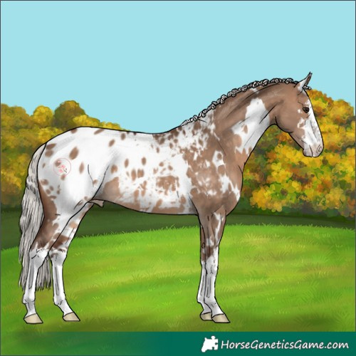 Horse Color:White Spotted Silver Brown Dun Blanket 